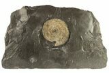 Pyrite Replaced Ammonite (Dactylioceras) Fossil - Germany #264534-1